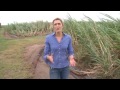 CNN: Cyclone destroys sugar cane fields