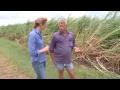 Cyclone destroys sugar cane fields