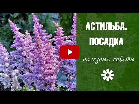 Астильба цветов выращивание Астильба цветов выращивание
