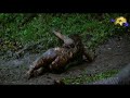Hindi Af Somali Cusub Hisss Part 1 Hindi Af Somali Cusub Hisss Part 1