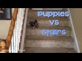Puppies Having Trouble With Stairs - Boringly.com