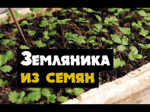 Земляника ремонтантная из семян выращивание рассады 46
