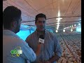 Bioseguridad en granjas para la cría de pollos