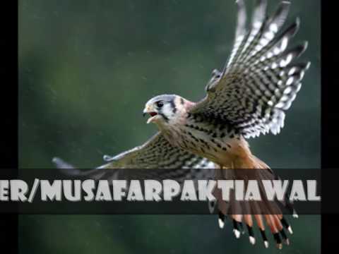 mohammad shafi song kho bia Tappe