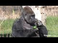 London Zoo's new gorilla impresses females