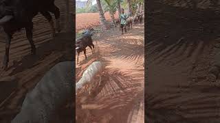 Very Beautiful Subscribe Koro