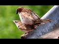 Mating time of birds of prey.চরই পাখির মিলনের সময়।#video #birds @naturesiaa