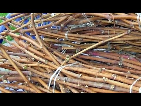 Лоза винограда из черенков Лоза винограда из черенков