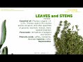 Thyme Plant. Health benefits. Uses of Thyme