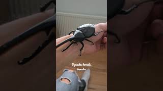 Dynastes Hercules Hercules Beetlebreeding
