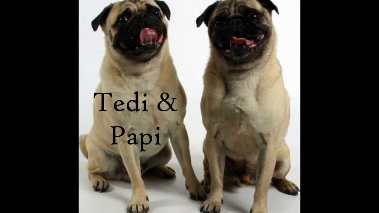 pug rescue of new pug rescue of new prone our pugs available for adoption pug rescue of new pug rescue of new prone our pugs available for adoption
