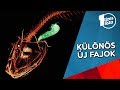 10 Nemrég felfedezett különös faj, amikről még biztosan ne...