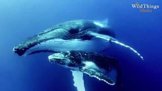 Whales of Iceland