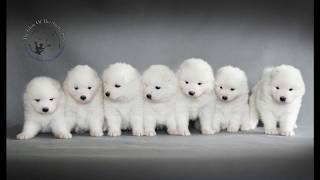 Photo session of puppies | Sesja zdjęciowa szczeniaków za kulisami | Samoyed