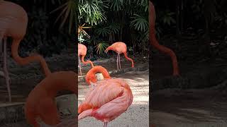 Pretty Flamingos In Bush Gardens In Tampa