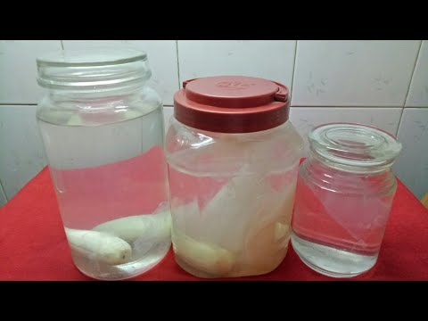 Cách chiết Giấm Nuôi và làm Giấm mới từ hủ Giấm cũ Video số 49