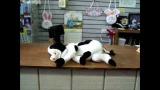 Snoring Cow.wmv