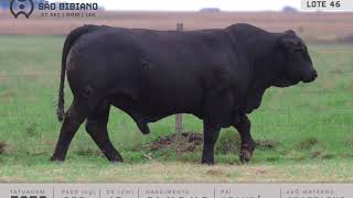 LOTE 46 - TOUROS BRANGUS - LEILÃO VIRTUAL SÃO BIBIANO 2020