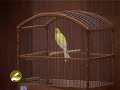 Canary