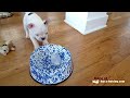 HotDog : Ice Cube Fun