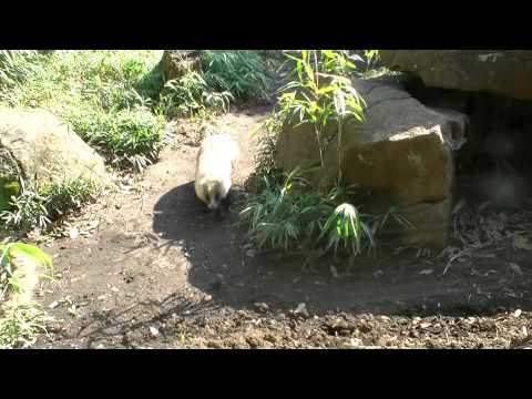 よこはま動物園ズーラシア　ニホンアナグマ