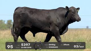 LOTE 95 - TOUROS BRANGUS - LEILÃO SÃO BIBIANO 2021