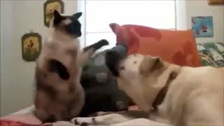 Dogs Angry Cats VS
