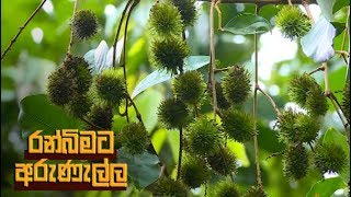 Ranbimata Arunella - (2019-05-13) | ITN