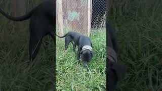 Apbt Black Leo