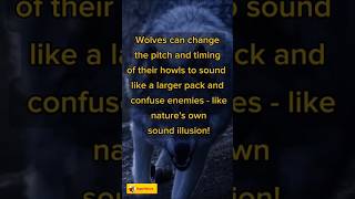 Amazing Wolf Sounds Night Time Wolf Stalking