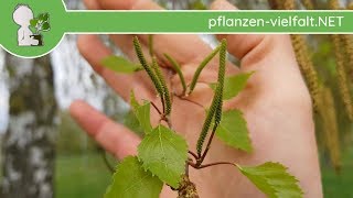 Hänge-Birke - Blüte - 16.04.18 Betula Pendula - Baum-Strauch-Bestimmung