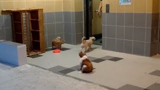 Puppies Know How To Take Elevator Home