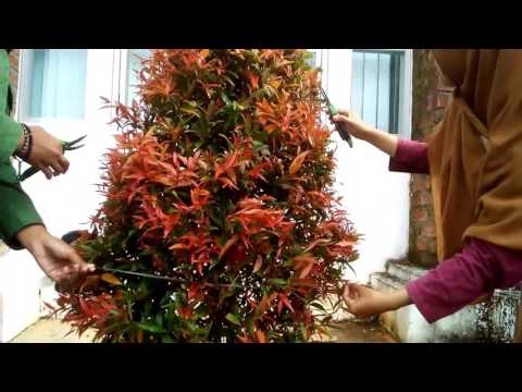 VIDEO : tutorial singkat pemangkasan tanaman pucuk merah - video ini memenuhi tugas arsitektur landskap. ...