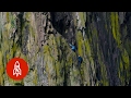 Chinese ‘Spider’ Climbers Use No Ropes or Tools to Scale Cl...