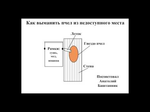 где лучше ловить рои пчел где лучше ловить рои пчел