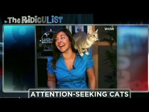 Anderson Cooper highlights funny cats caught on camera