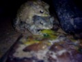 Ketahuan Mesum images Ketahuan Mesum
