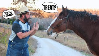 Every Horse Should Whoa! - Teaching A Young Clydesdale To Ground Tie