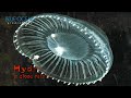 Come Dive with Jellies - Jellyfish Rock!