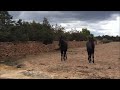 formentera horses october 2013