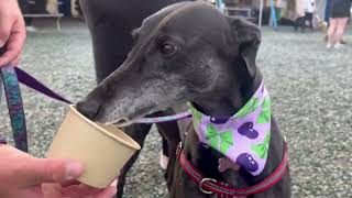 Sunset Sips & Sighthounds End Of Summer Social
