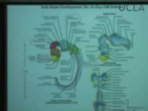 Behavioral Neuroscience Lab, Lec 1, Psychology 116, UCLA