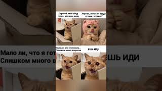 #Мемыпрокотят#Мемыпроживотных#Memes#Мемы2023#Рек#Рекомендации