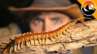 Revenge Of The Centipede - Will It Bite?