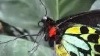 Watch Shortwave Set Glitches n Bugs video