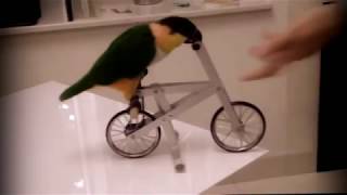 BEST JOKES WITH ANIMALS ! Funny animals! FUNNY CATS
