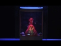 Fascinations NATF110E Nature's Fire Undersea Volcano