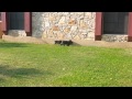 Cane corso puppies