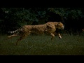 TubeChop - Cheetah - Super Slow Motion (HD) (00:36)