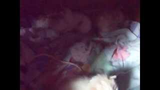 10 4 2014 192 Turkish Angora Kittens Lucille X Feel-Free